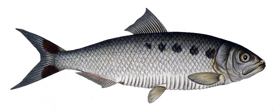 características do peixe savel