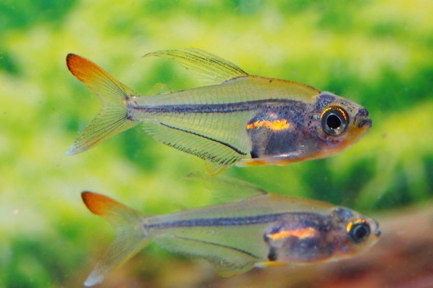 características do peixe tetra beija-flor