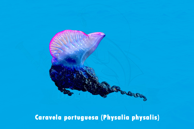 caravela portuguesa (Physalia physalis)