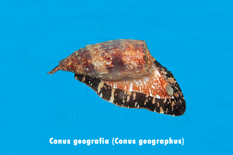 conus geografia ( conus geographus)