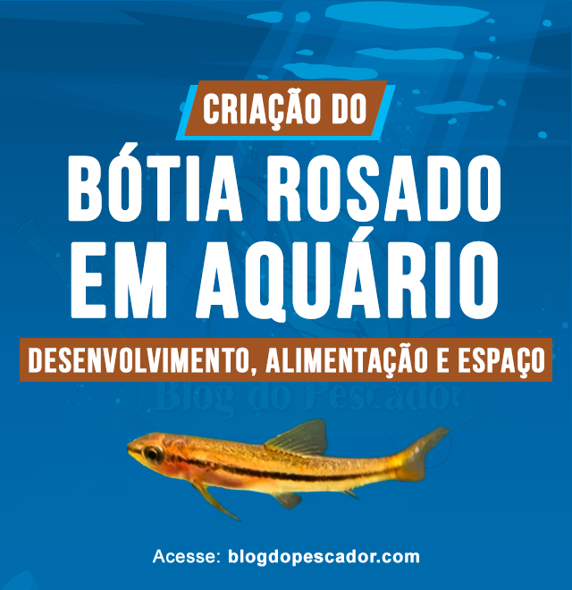 criacao do botia rosado em aquario