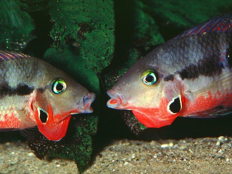 criacao do peixe acara boca-de-fogo em aquario