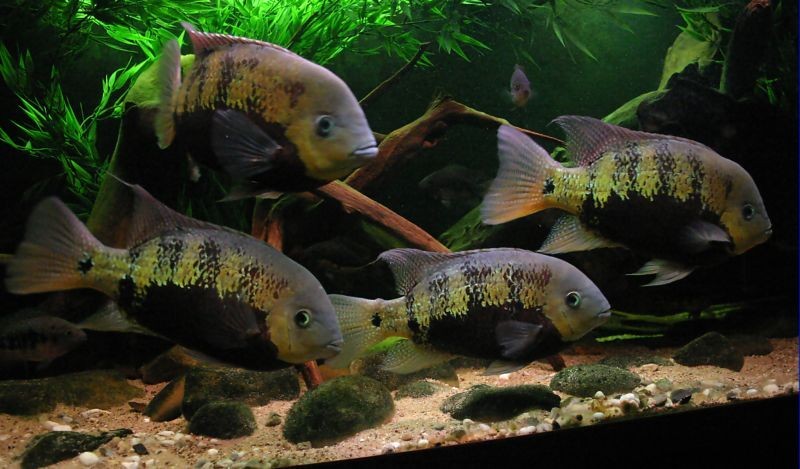 criacao do peixe acara paranaense em aquario