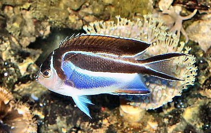 criacao do peixe-anjo bellus em aquario
