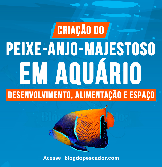 criacao do peixe-anjo-majestoso em aquario