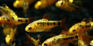 criacao do peixe barbo-ouro em aquario