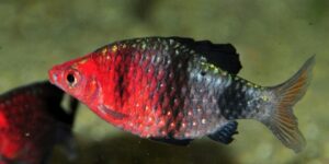 criacao do peixe barbo rubi negro em aquario