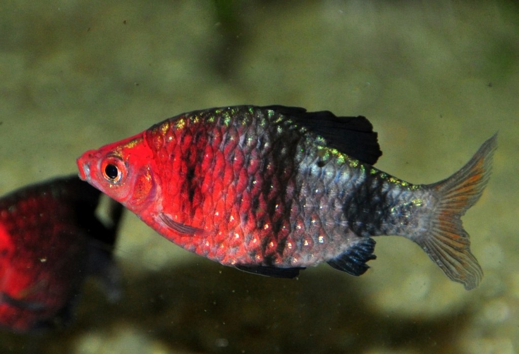 criacao do peixe barbo rubi negro em aquario