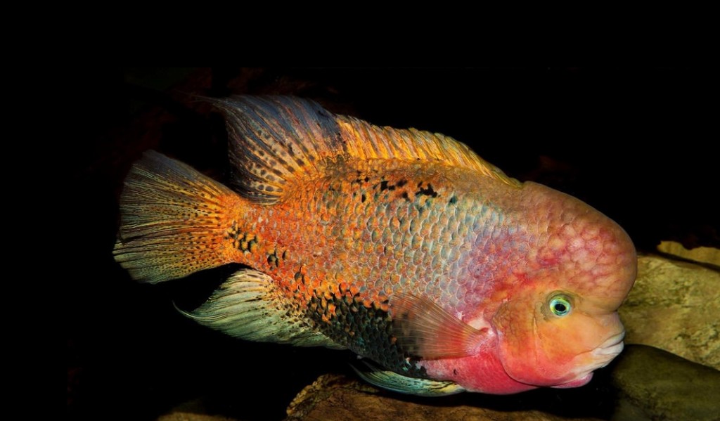 criacao do peixe ciclídeo cabeca vermelha em aquario