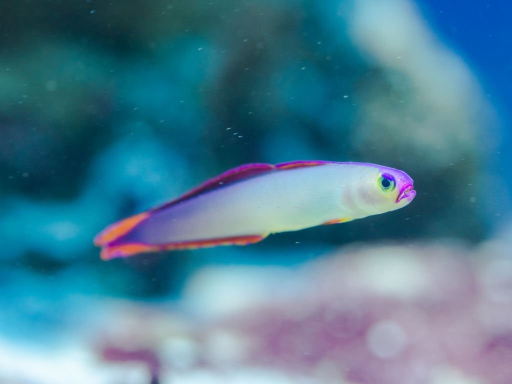 criacao do peixe firefish roxo em aquario