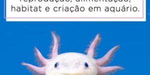 axolote
