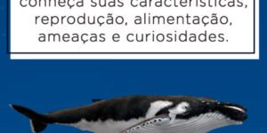 baleia jubarte