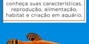 betta pavao