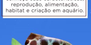 peixe arqueiro