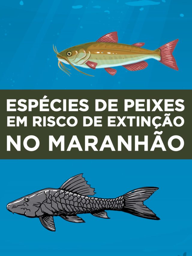 7 tipos de peixe em risco de extinção no maranhão | Blog do Pescador