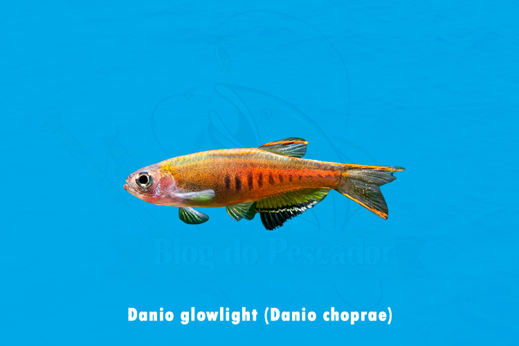 danio glowlight (danio choprae)