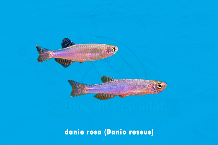 danio rosa (danio roseus)