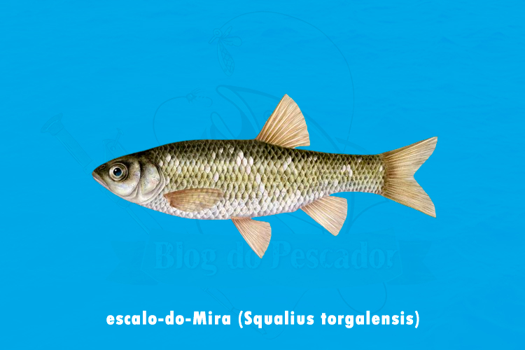 escalo-do-mira (squalius torgalensis)
