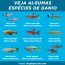 especies de danio