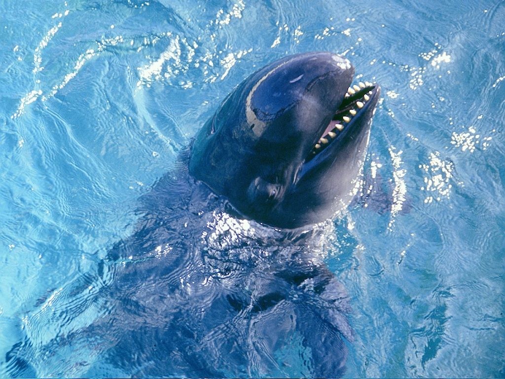 falsa-orca