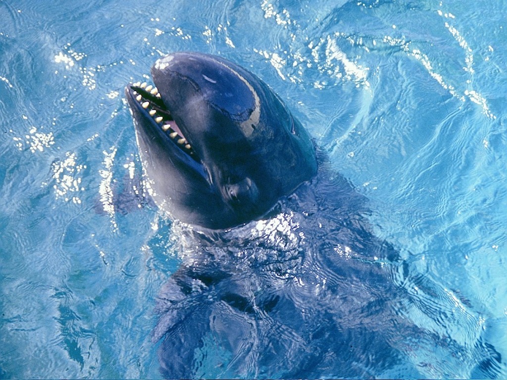 falsa-orca