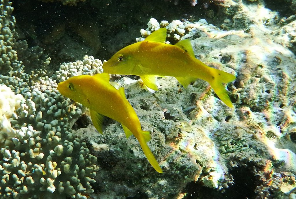 gold-saddle goatfish 