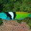 gudiao azul