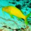 habitat do gold-saddle goatfish