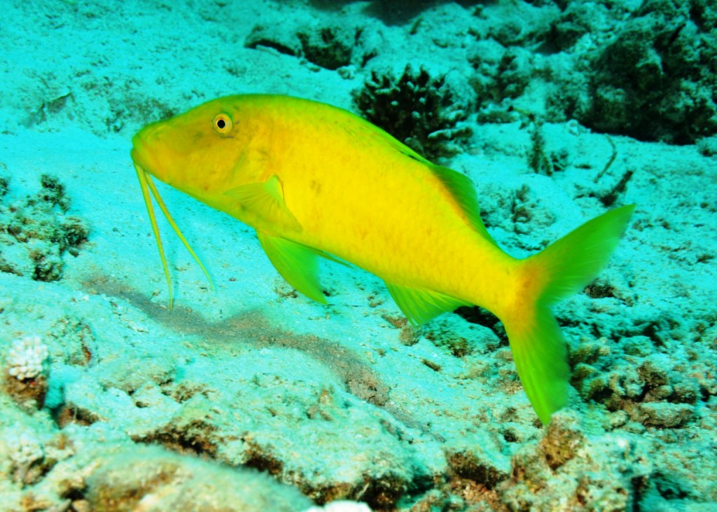 habitat do gold-saddle goatfish