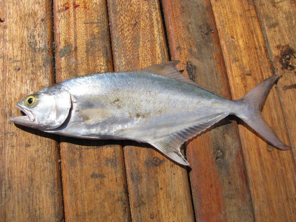 habitat do leerfish
