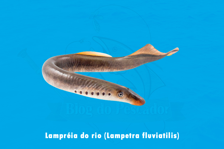 lampreia do rio (lampetra fluviatilis)