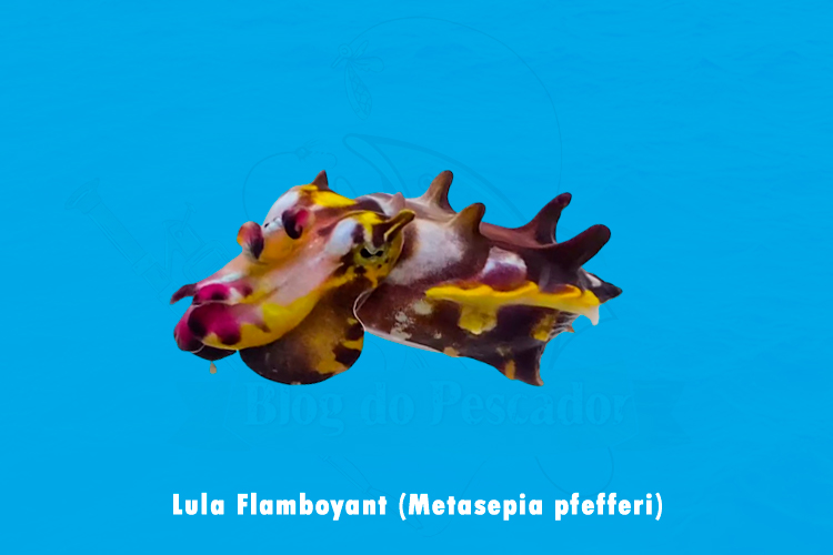 lula flamboyant (metasepia pfefferi)