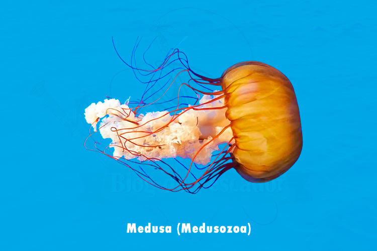 medusa ( medusozoa)