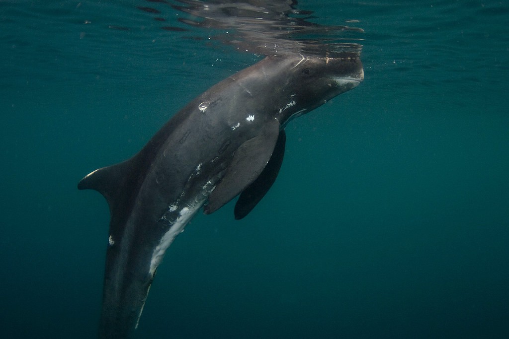 orca-pigmeia