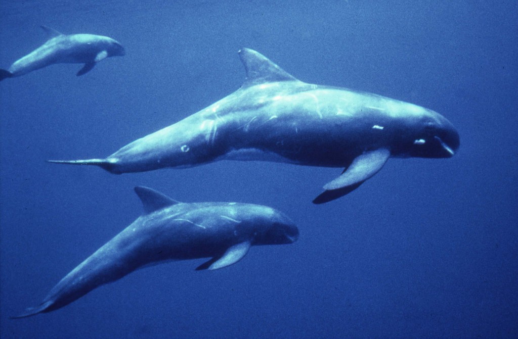 orca-pigmeia