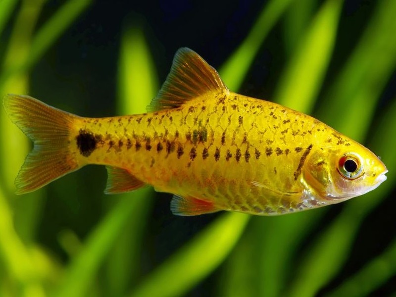 peixe barbo-ouro
