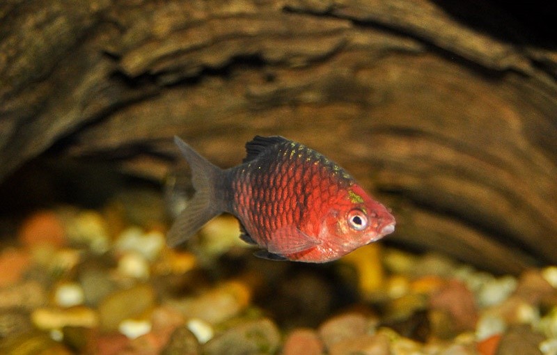 peixe barbo rubi negro