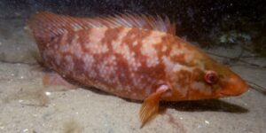 peixe bodiao-reticulado