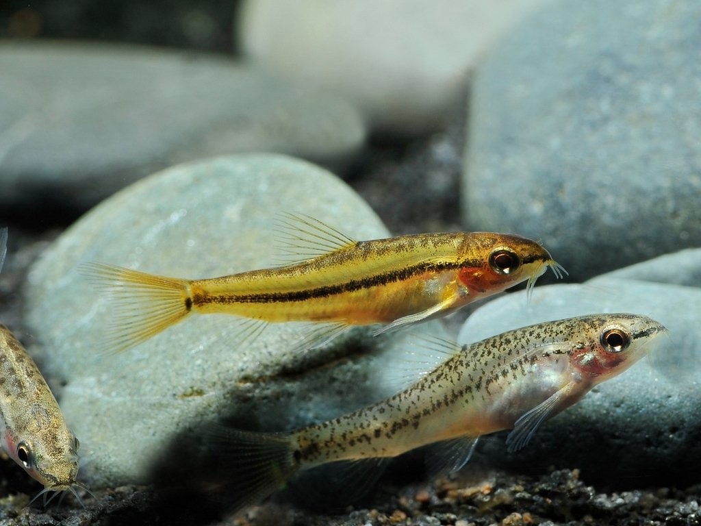 peixe botia rosado