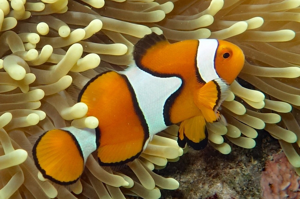 peixe-das-anemonas