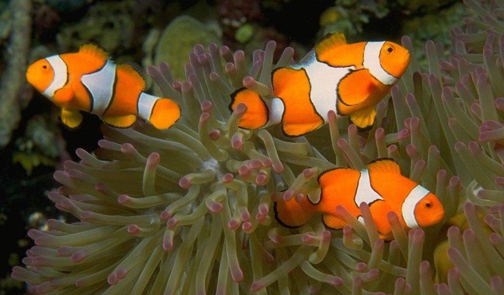 peixe-das-anemonas