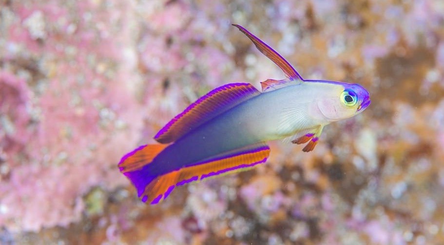 peixe firefish roxo