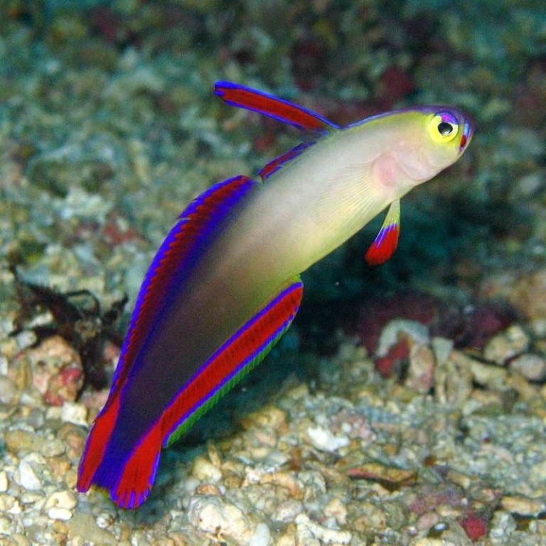  peixe firefish roxo