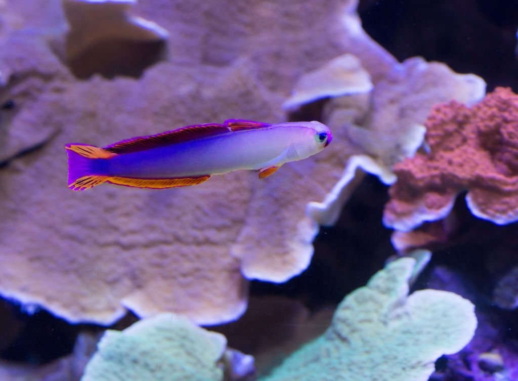  peixe firefish roxo
