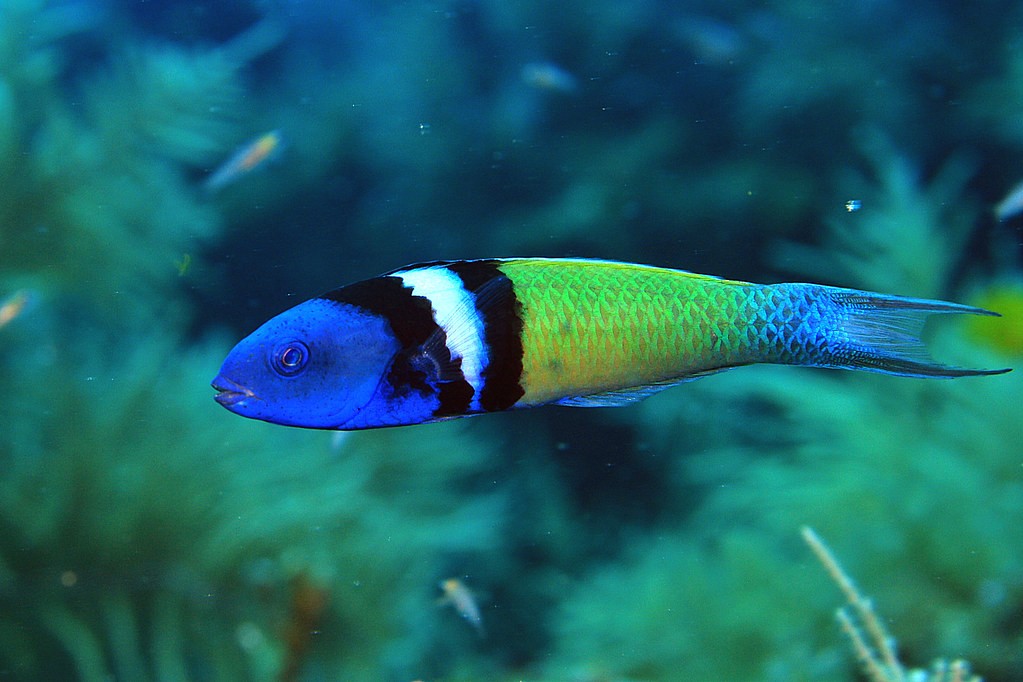 peixe gudiao azul