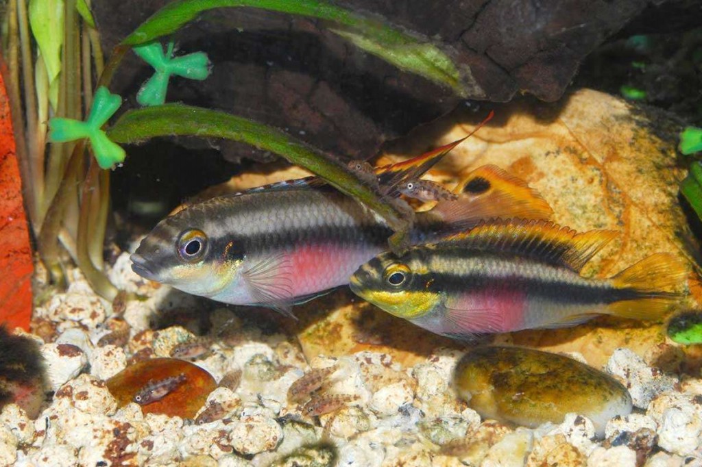 peixe kribensis 
