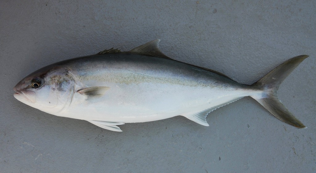  peixe lírio 