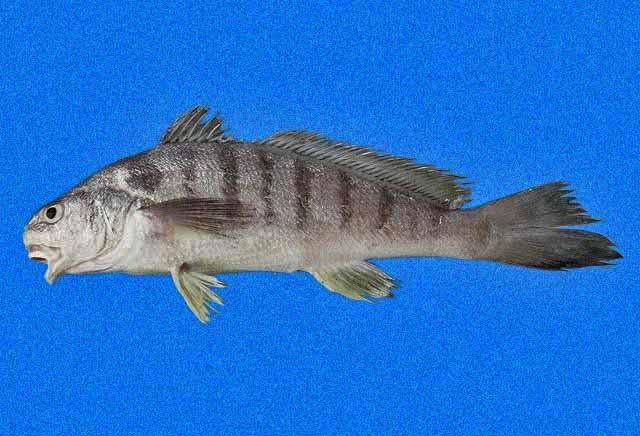 peixe maria-luísa