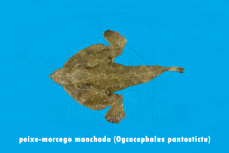 peixe-morcego manchado (Ogcocephalus pantostictu )