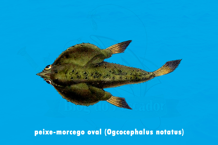 peixe-morcego oval ( Ogcocephalus notatus)